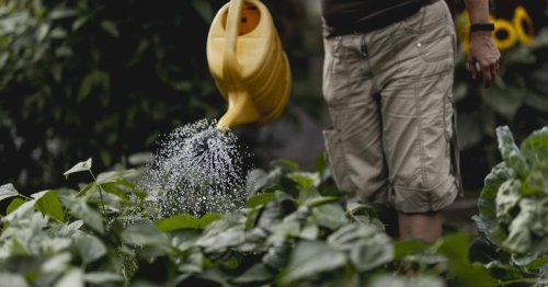 Sollte der Brausekopf der Gießkanne nach oben oder unten zeigen?