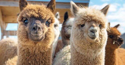 Die Alpakas sind los: Warum die Tiere auch in Deutschland immer populärer werden