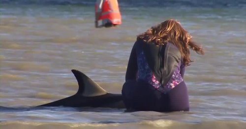Wie Helfer Delfine in Neuseeland aus ihrer Not retten