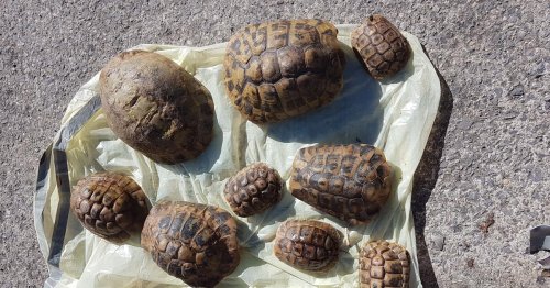 Verletzte Schildkröten im Müll entdeckt