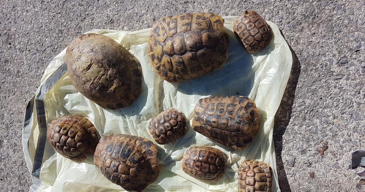Verletzte Schildkröten im Müll entdeckt