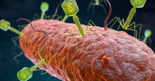 Wenn Antibiotika versagen: Bakterienfressende Viren könnten helfen