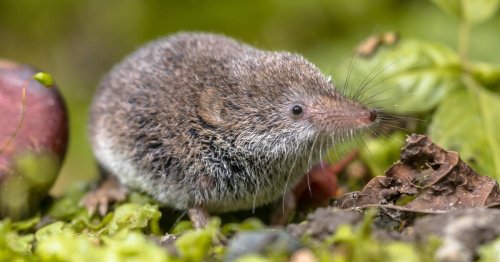 Das sind die zehn giftigsten Tiere in Deutschland