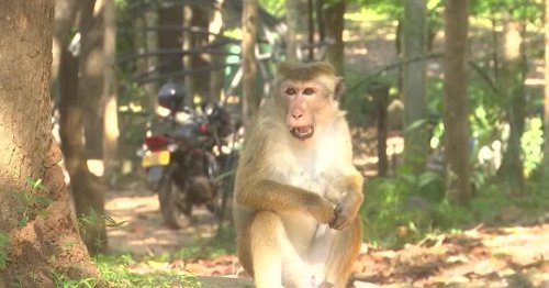 Darum werden in Sri Lanka nun die Affen gezählt