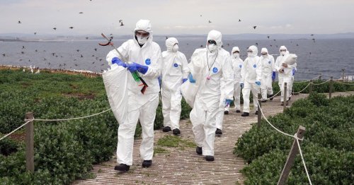 Europa erlebt Vogelgrippe-Epidemie von nie gesehenem Ausmaß