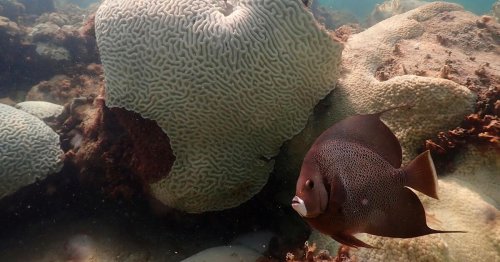 Alarmierende Korallenbleiche in den Weltmeeren