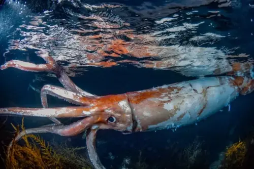 Divers Capture Rare And Terrifying Footage Of Giant Squid