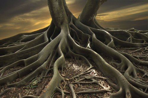 Your Golden Ancestry & What To Do When You Find Your Roots  We Blog The World