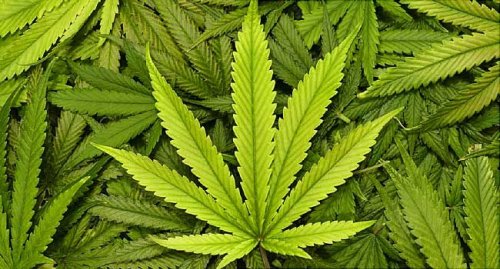 10 Interesting Facts about Marijuana You Probably Don’t Know