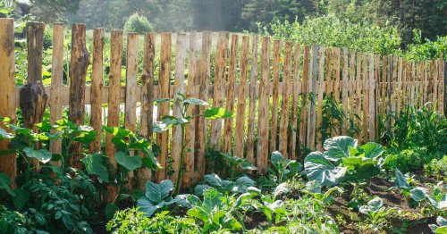 Backyard Food Forest - A Complete Guide | Build a Stash