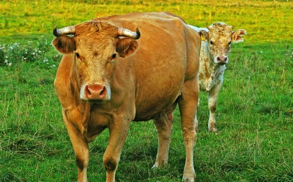 En Chine, une usine géante va cloner vaches et chiens - WE DEMAIN