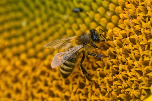 New study reveals how honeybees' lifespans have fallen in the last 50 years