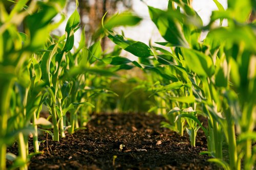 Soil health is crucial for food production - here's how to better protect it