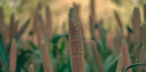 Millet: can this 'superfood' make climate comeback?
