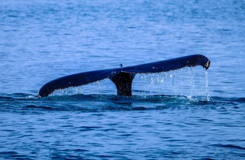 This new technology can save whales from ship collisions