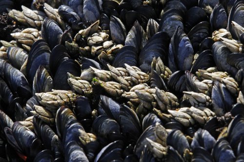 Plastic fibres are stunting growth in mussels by more than a third - here's why that matters