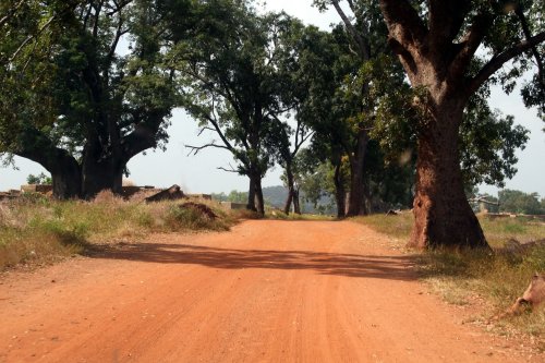 What Burkina Faso can teach us about forest restoration