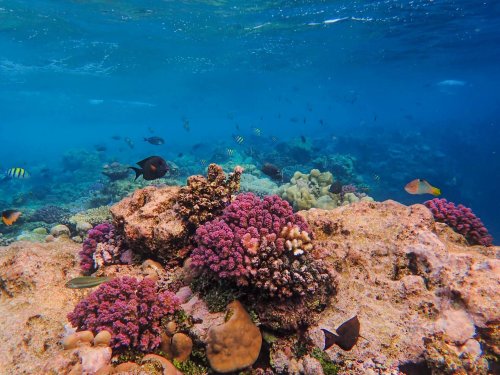 Why protecting the ocean floor matters for climate change