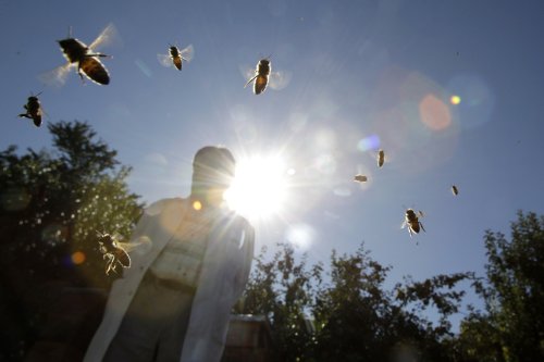 How insect hotels and honey highways are helping bee populations in the Netherlands