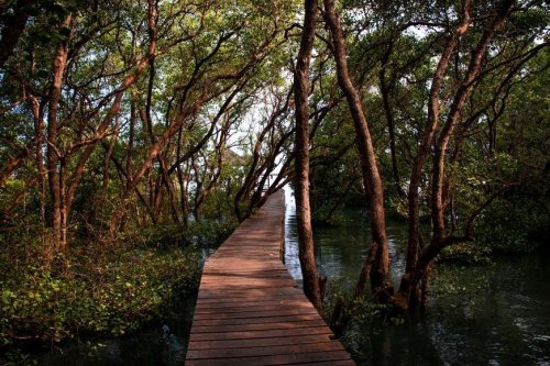 How Indonesia is using mangrove forests to achieve carbon neutrality by 2060