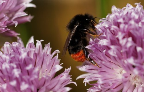 How gardens can boost biodiversity and help tackle climate change