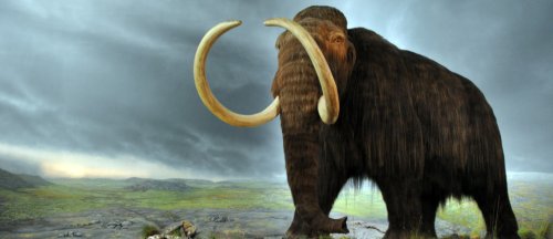 How DNA revealed the woolly mammoth's fate – and what it teaches us today