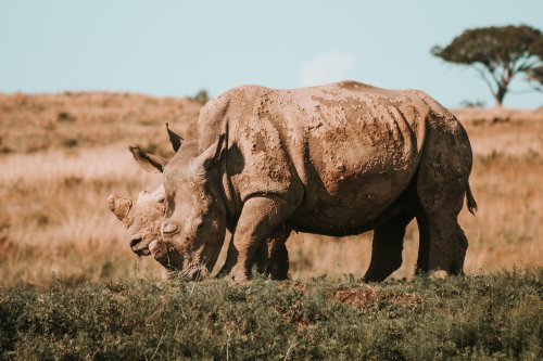 2,000 white rhinos bred in captivity will be rewilded across Africa to protect the species’ future