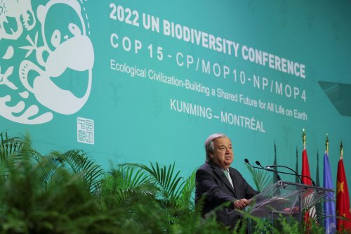 COP15: What's next for historic deal to protect 30% of nature by 2030?