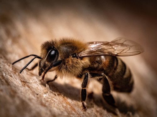 Bee population numbers are dropping - and US crop yields could plummet as a result