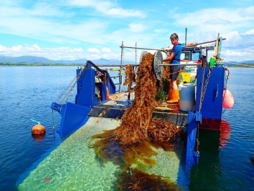The start-up that believes seaweed can change the world