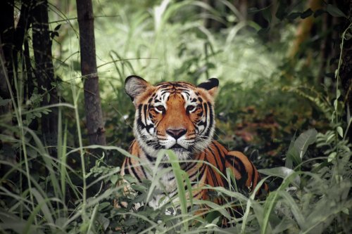 How India's tiger protection project saved trees and 1 million tonnes of carbon emissions