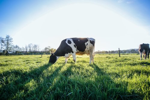 3 ways for companies to achieve net zero – and stay profitable