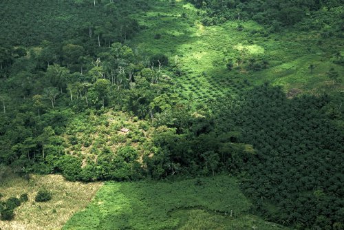 COP15: new frameworks to reverse biodiversity loss and deforestation