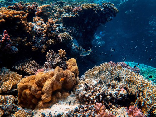 Coral offspring may be more resilient to heat stress, study finds