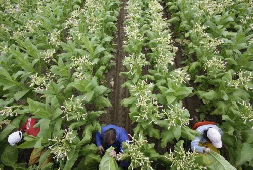 Nos aseguramos de que todos los trabajadores de nuestra cadena de suministros ganen un salario digno. Esta es la razón