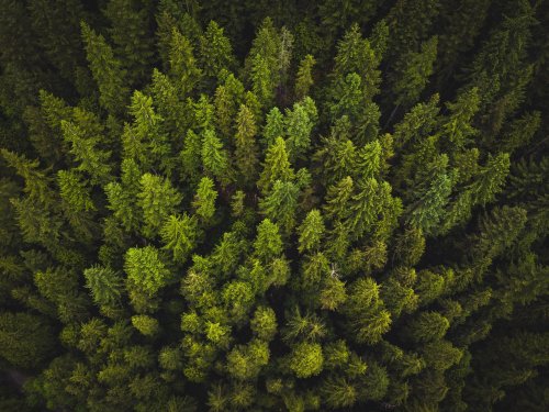 Innovating for nature: Unlocking carbon markets for people, climate and the planet