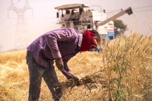 The costly flip side of India becoming an important wheat exporter