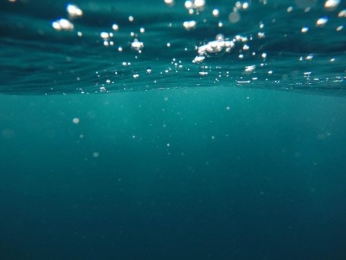 Scientists sailed from Antarctica to the equator to study the ‘ocean’s gut bacteria’