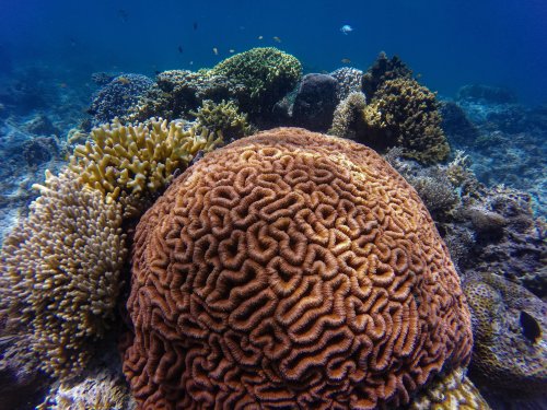 Here are 5 ways we can save our deep sea reefs