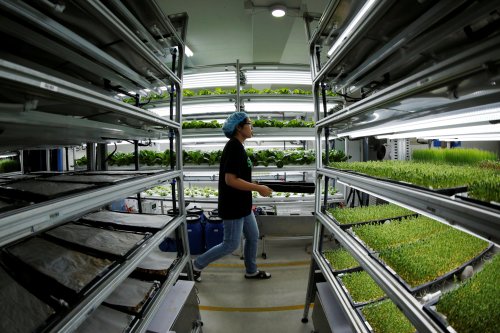 Trendy microgreens could help feed the world