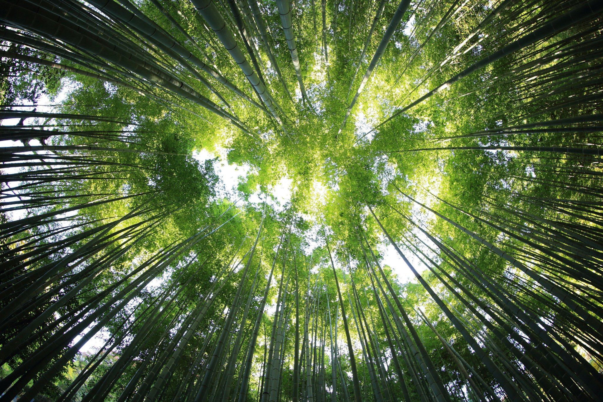 How can companies protect and restore forests in a global climate crisis?