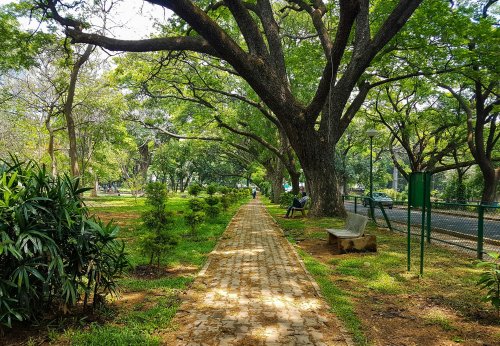 How Bengaluru's tree-lovers are leading an environmental restoration movement