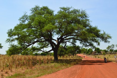 Innovative local solutions can create a green future for the Sahel