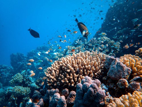 To protect the ocean, leaders must get these 3 things right