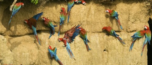 In 2020, we need a new deal for nature
