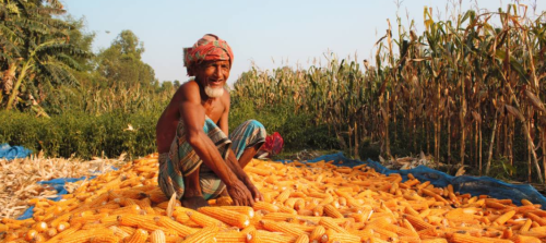Why farmers in northern Bangladesh are turning to corn for food security