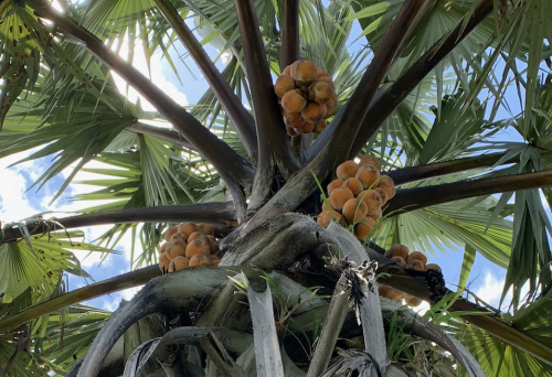 3 neglected tree species that feed millions and restore land