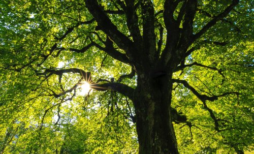 How trees make oxygen, and other ways they are vital to human existence