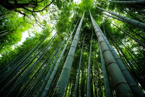 Bamboo can help solve the world housing and climate crises