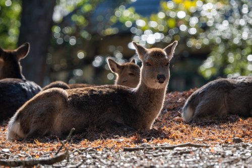 50% of the global economy is under threat from biodiversity loss